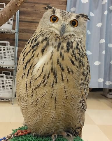 ふくろうカフェ わたどーる イオンモール新小松店