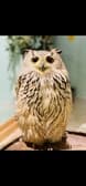 フクロウに会える店　ふわふわ 3