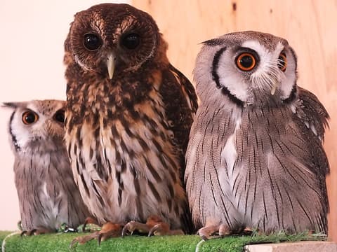 ふくろうの集うカフェ Quill