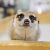 小動物カフェ ROCK STAR ロックスター なんばパークス前店 3