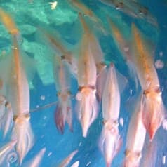 寅八商店 心斎橋店 2