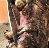 ぢどり屋 大和 やまと 本館 3