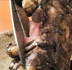 ぢどり屋 大和 やまと 本館 2