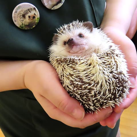 ハリネズミ専門カフェ HARRY WOOD ハリーウッド 名古屋栄店