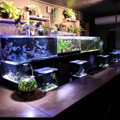 BAR近藤熱帯魚店 2