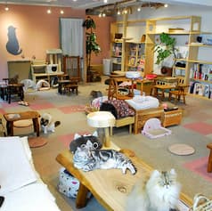 catcafe Cateriam キャットカフェ キャテリアム 2