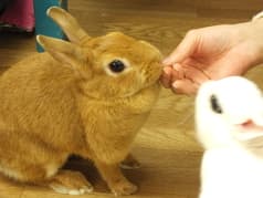 うさぎカフェ うさびび 2