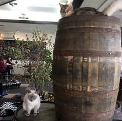 ねこカフェ&ねこ酒場 らて 2