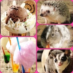 小動物カフェ ROCK STAR ロックスター 難波千日前店 2