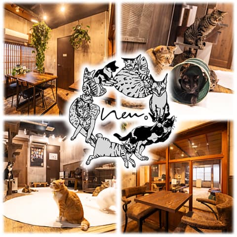 保護猫カフェneu ネウ