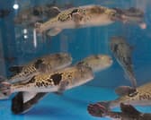 ふぐと鯨 しお福 3