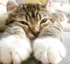 猫カフェ 美観neko 2