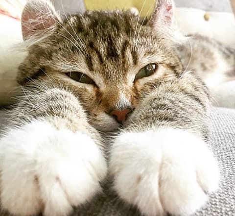 猫カフェ 美観neko