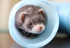 爬虫類&小動物ふれあい Piccolo Zoo 2