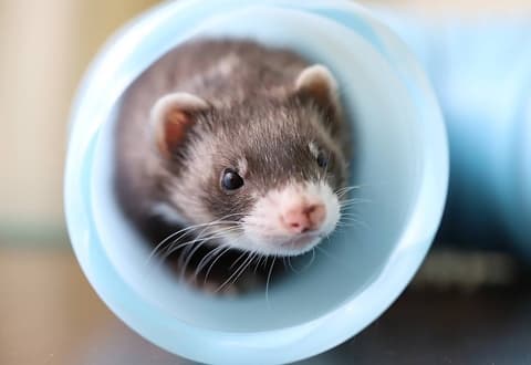 爬虫類&小動物ふれあい Piccolo Zoo