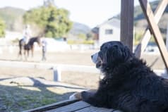 天城ホースビレッジ 馬カフェ 2