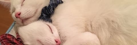 保護猫喫茶 要にゃんこ亭