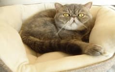 猫カフェニャンシー 2