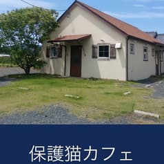 保護猫カフェ tormenta 2