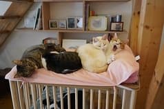 猫カフェてんてん 2