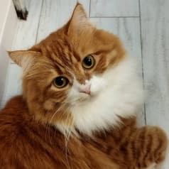 ANIMAL cafe and Bar mofutto 2