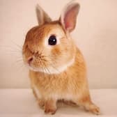 カフェ ミニヨン 3