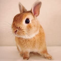 カフェ ミニヨン 2