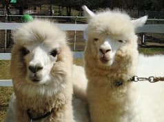 大山トム・ソーヤ牧場 2