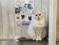 猫カフェ れおん 2