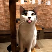 ねこ空間 チャモラ CYAMOLA 3