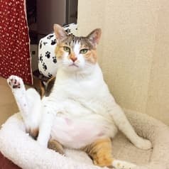 保護猫カフェ 浅草ねこ園 2