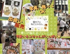 猫カフェ 猫じゃらし 2