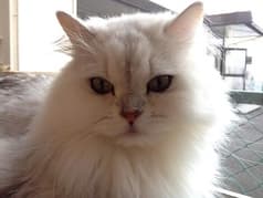 猫カフェ にゃんこ 2