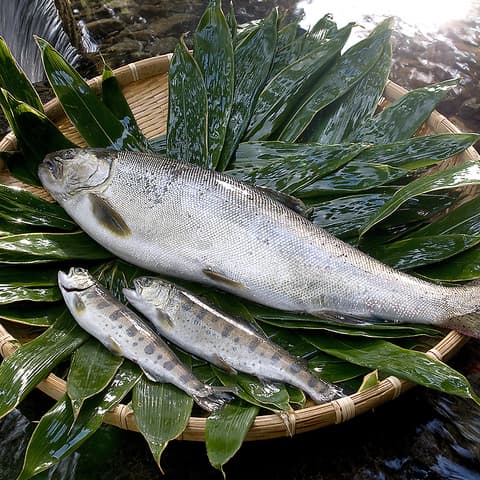 あまご茶屋 修善寺温泉店