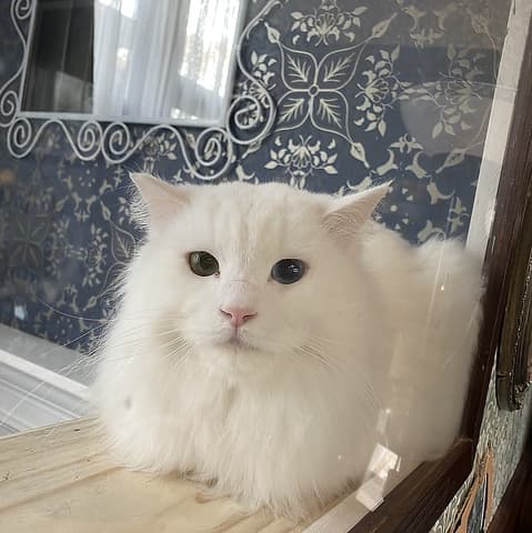 ガーデンモリス