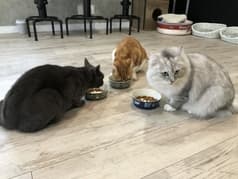 MC Kofu エムシーコウフ 2