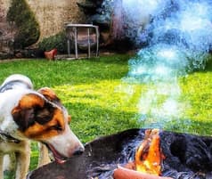 ワンコカフェ&BBQ ジビエールカフェ 2