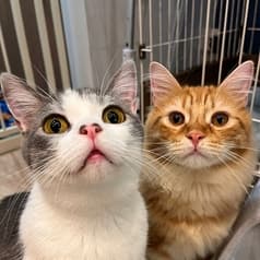 BAKENEKO CAFE バケネコ カフェ 2