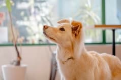 Cafe Reinette カフェ レネット 2