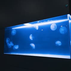 クラゲのいるカフェ&バー tayuta タユタ 2