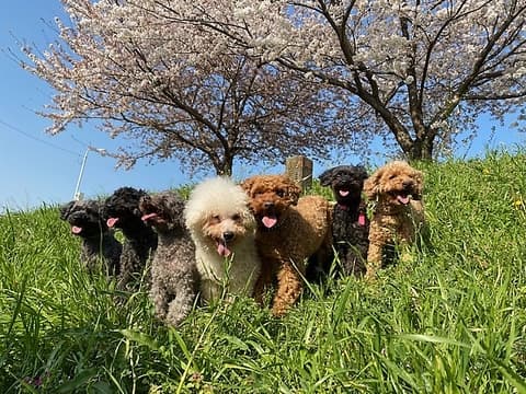 いぬのじかん 青戸店