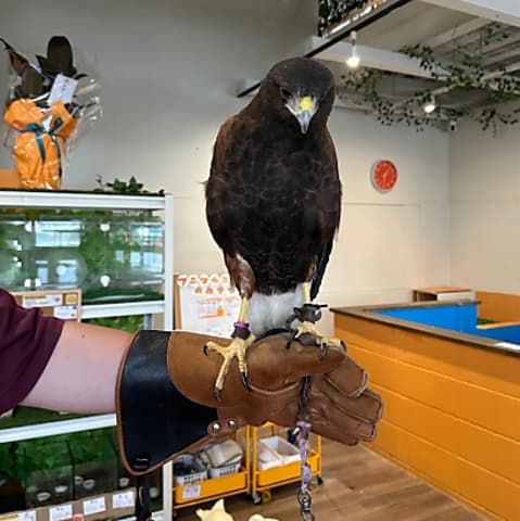 アニマルカフェExoHouse エキゾハウス