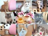 猫カフェ スマイルアゲイン 3