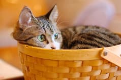 ねこカフェ たまねこ 2