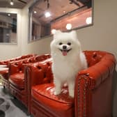 犬猫カフェ put on lap プットオンラップ 今池 3