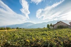 キュイエット 2