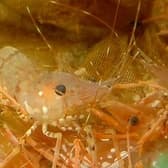 三代目魚匠横衛門琴似店 3