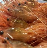 海老専門居酒屋 えび寿 2号店 3