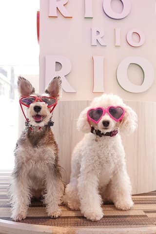 いぬカフェRIO 下北沢店