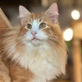 Cat&Animal Cafe Noah s Ark ノアズアーク 京都水族館前店 3